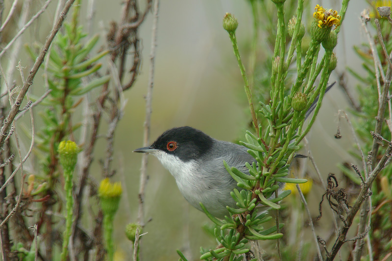 Occhiocotto in Digiscoping